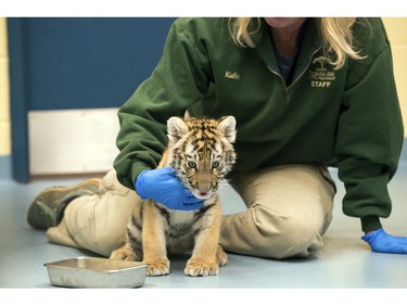 This Tuesday, Nov. 28, 2017, photo provided by the Pittsburgh Zoo & PPG Aquarium shows Kathy Suthard, the zoo's lead carnivore keeper, caring for a male Amur tiger cub at the zoo in Pittsburgh.