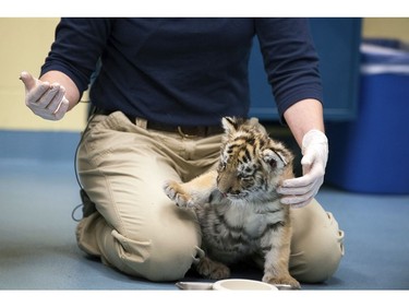 This Tuesday, Nov. 28, 2017, photo provided by the Pittsburgh Zoo & PPG Aquarium shows Dr. Ginger Sturgeon, the zoo's director of veterinary medicine, caring for a female Amur tiger cub at the zoo in Pittsburgh.