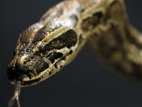 Python at Little Ray's Reptile Zoo