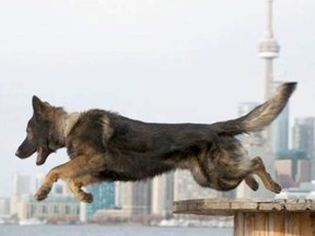 Toronto Police Services dog Lonca was injured during the arrest of a machete-wielding man.