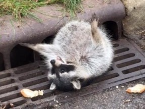 A raccoon that got stuck in a Chicago-area sewer grate was rescued on Thursday. (Zion Police Department)
