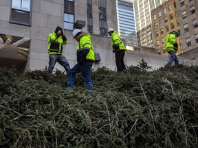 Workers prepare to rise the Rockefeller Center Christmas Tree at Rockefeller Plaza in New York, Saturday, Nov. 11, 2017. (AP Photo/Andres Kudacki)