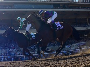 Bar Of Gold ridden by Irad Ortiz Jr. (#5) beats Ami's Mesa ridden by Luis Contreras (#14) to win the Breeders' Cup Filly & Mare Sprint on day two of the 2017 Breeders' Cup World Championship at Del Mar Race Track on Nov. 4, 2017 in Del Mar, California.  (HARRY HOW/Getty Images)