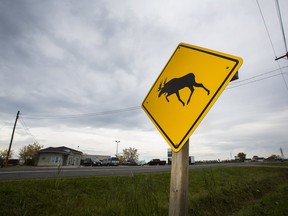A moose crossing sign on Hwy 20 at Black Horse Corners on Monday, October 23, 2017.