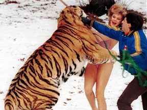 Christa Daniel and Taz the tiger meet in High Park in Toronto on Jan 2, 1986. Michael Peake won a National Newspaper Award later that year for this photo.