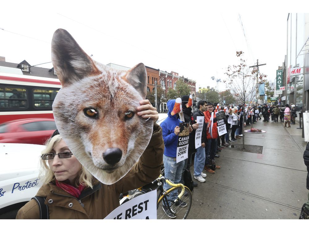 PETA protests Canada Goose parkas on Queen West Toronto Sun