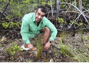 Fernando Bretos, the Frost Museum of Science's curator of field conservation, plants cord grass in the red mangrove along the Oleta River in Miami.
STEVE MACNAULL/SPECIAL TO POSTMEDIA NETWORK