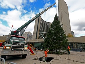Tree crews work to install Torontos official 18-metre (60-foot) Christmas tree at Nathan Phillips Sq. outside of City hall in Toronto ahead of the 51st annual Cavalcade of Lights on Monday November 6, 2017.  (Dave Abel/Toronto Sun)