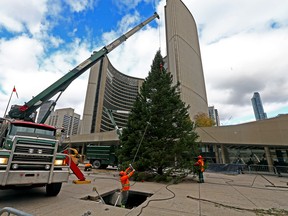 Tree crews work to install Torontos official 18-metre (60-foot) Christmas tree at Nathan Phillips Sq. outside of City hall in Toronto ahead of the 51st annual Cavalcade of Lights on Monday November 6, 2017. Dave Abel/Toronto Sun/Postmedia Network