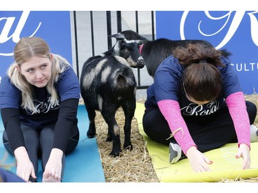 Seven yoga practitioners get up close and personal with some goats at the Prince's Gates at the CNE as part of a demo of goat yoga which will take place with 150 people and goats on Friday at the opening day of the 95th annual Royal Agricultural Winter Fair on Wednesday November 1, 2017.