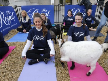 Seven yoga practitioners get up close and personal with some goats at the Prince's Gates at the CNE as part of a demo of goat yoga which will take place with 150 people and goats on Friday at the opening day of the 95th annual Royal Agricultural Winter Fair on Wednesday November 1, 2017.