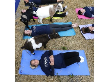 Adele Robertson (bottom) and six other yoga practitioners get up close and personal with some goats at the Prince's Gates at the CNE as part of a demo of goat yoga which will take place with 150 people and goats on Friday at the opening day of the 95th annual Royal Agricultural Winter Fair on Wednesday November 1, 2017.