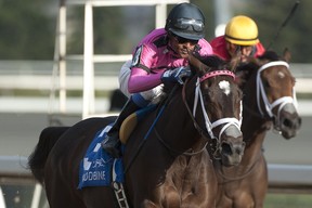 Husbands is getting some good vibes heading in Saturday’s $2 million Breeders’ Cup Juvenile Fillies race, where he will ride the Casse-trained Wonder Gadot. (Michael Burns photo)