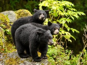 Three black bear cubs, Ursus americanus, standing on a rock.