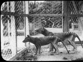 Two Tasmanian tigers in a Hobart zoo in the early part of the last century. The animal was hunted to extinction by 1936. Now, scientists believe they can bring it back.