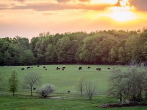 Large portions of King Township are located within the Oak Ridges Moraine and Ontario's Greenbelt and the Holland Marsh.