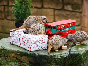 Meerkats inspect a Christmas gift and an Advent calendar filled with mealworms they were given by their keepers in their enclosure at the zoo in Hanover, northern Germany, on December 19, 2017.