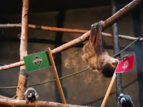 Bob the Sloth makes a prediction of the winner of the MLS cup on Saturday between Toronto FC and Seattle Sounders at BMO Field.