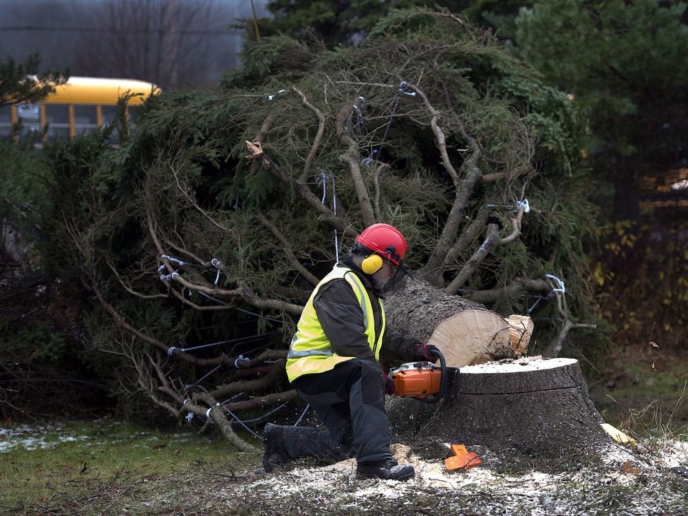 Christmas tree prices on rise for first time in almost a decade