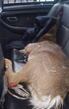 OPP officers rescued an injured deer from Hwy. 401 in Toronto on Friday, Dec. 22, 2017.