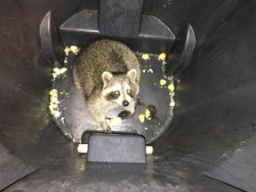 A raccoon was spotted on a southbound train at Bloor station Friday morning.