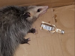 The Emerald Coast Wildlife Refuge shared this photo of an opossum that apparently drank bourbon after breaking into a Florida liquor store on their Facebook on Friday. (Emerald Coast Wildlife Refuge/Facebook)