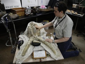 In this Aug. 15, 2017 photo, paleontologist Ashley Leger shows the skull of a young Columbian mammoth found at the construction site of the Metro Purple Line extension in Los Angeles.