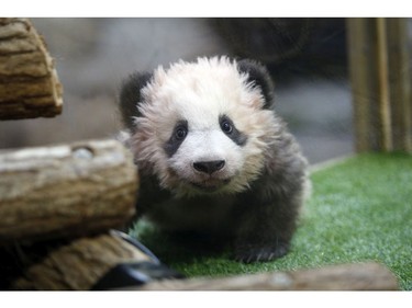 A 4-month-old cub called Yuan Meng, which means "the realization of a wish" or "accomplishment of a dream", is pictured during it naming ceremony at the Beauval Zoo in Saint-Aignan-sur-Cher, France, Monday, Dec. 4, 2017.