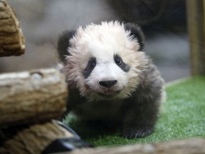 A 4-month-old cub called Yuan Meng, which means "the realization of a wish" or "accomplishment of a dream", is pictured during it naming ceremony at the Beauval Zoo in Saint-Aignan-sur-Cher, France, Monday, Dec. 4, 2017.