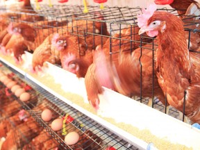 Hens lay eggs in enclosures on a farm in this stock photo.