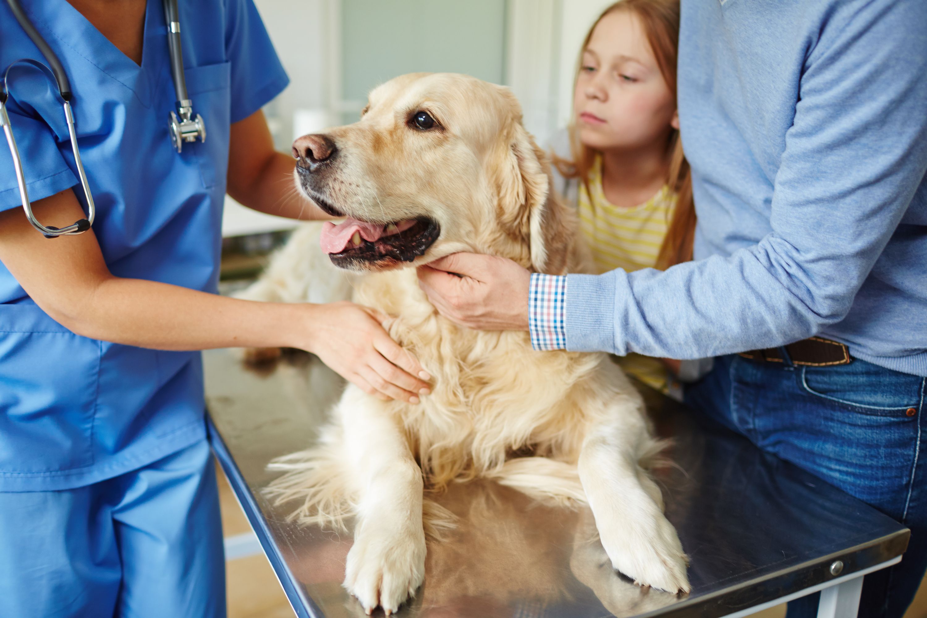 DR. GIFFORD JONES Risks, benefits of having a pet Toronto Sun