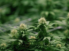 Growing flowers of cannabis intended for the medical marijuana market are shown at OrganiGram in Moncton, N.B., on April 14, 2016. The Trudeau government is willing to give provinces and territories a bigger share of the revenue from a federal excise tax on cannabis, provided that the extra money is devoted to helping municipalities cope with the impact of legalizing recreational pot. THE CANADIAN PRESS/Ron Ward ORG XMIT: CPT501 ORG XMIT: POS1712040524549850