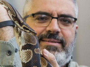 Dr. Andrew Lentini, Toronto Zoo’s Curator of Amphibians and Reptiles, poses with Elliot, a fully grown 21 year old Ball Python at the Toronto Zoo in Toronto, Ont. on Friday, Dec. 1, 2017.