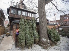 Christmas trees. (Ernest Doroszuk/Toronto Sun)