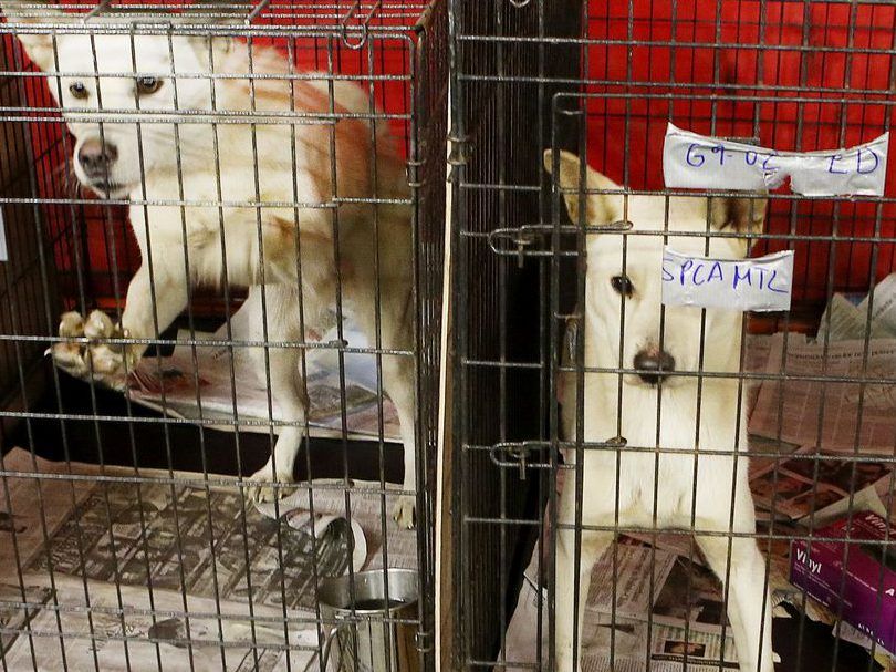 HSIC hopes to rid 'brutal' practice of dog meat farms before Olympics Toronto Sun