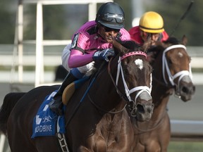 Jockey Patrick Husbands (Pink silks black cap) guides Wonder Gadot to victory in the Mazarine Stakes. (MICHAEL BURNS PHOTO)