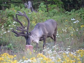 A Lake Superior caribou browses on Michipicoten Island in 2014. Today, the once thriving herd of hundreds of animals is on the verge the extinction due to predation by wolves. SPECIAL TO THE SAULT STAR/POSTMEDIA NETWORK