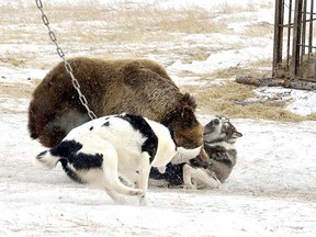 Russian bear baiting has come under fire for its cruelty.
