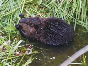 A beaver