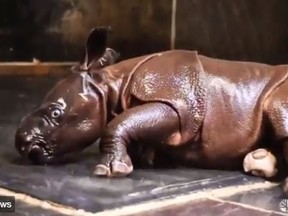 The Toronto Zoo's greater one-horned rhinoceros calf enjoys playing in the shower. (Screengrab)