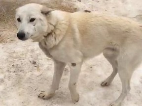 A limping chained dog is seen in a video posted to Facebook.