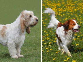 The Nederlandse Kooikerhondje and Grand Basset Griffon Vendee have been announced as the two newest dog breeds to be officially recognized by the American Kennel Club.
