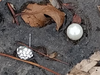 Toronto Police Det. Martin Woodhouse seizes two earrings at the end of the Sherman driveway on Jan. 27, 2018.