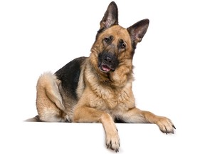 A German Shepherd named Buddy (not pictured) from Staten Island has become the first dog in the U.S. to die of COVID-19.