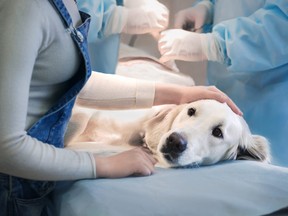 In this stock photo, an ill golden retriever lays on an operating table in a veterinarian's clinic.
