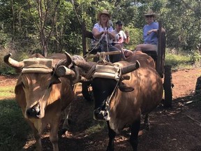 Kim Pemberton, front, and other journalists take turns steering a team of oxen during a tour of the "real" Cuba.