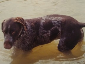 Leo has been missing since Monday during a walk at the Guelph Lake Conservation area.
