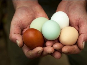 Murray's Farm and Butcher Shoppe's famous Heritage Eggs. (Photo courtesy Laura Berman)