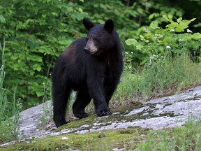 Black bear on a rock. (Stock photo)