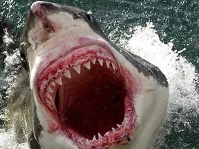 An Australian woman is lucky to be alive after surviving a shark attack/. The culprit is believed to be a great white.
